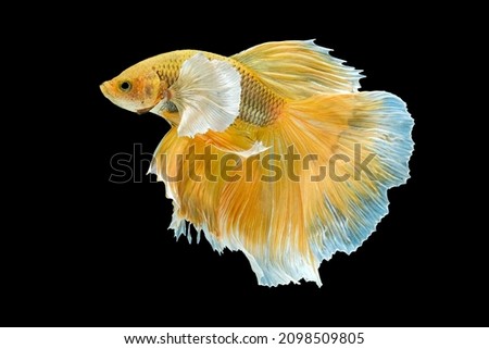 Yellow betta fish, Siamese fighting fish, betta splendens (Halfmoon betta, Pla-kad (biting fish) isolated on black background.