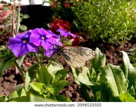 Beautiful butterfly on a purple flower collects pollen