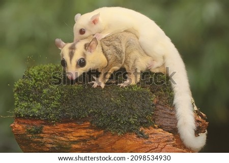 A mother sugar glider holds her baby to protect her baby from predators. This marsupial mammal has the scientific name Petaurus breviceps.