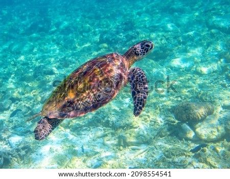 Sea turtle swimming in blue water. Endangered species of tropical coral reef. Tortoise photo. Tropic seashore fauna. Summer travel seaside activity. Snorkeling with sea turtle