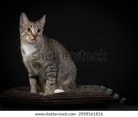 Studio photos of a gray cat on dark background