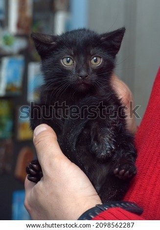 cute scared black kitten in hands close up