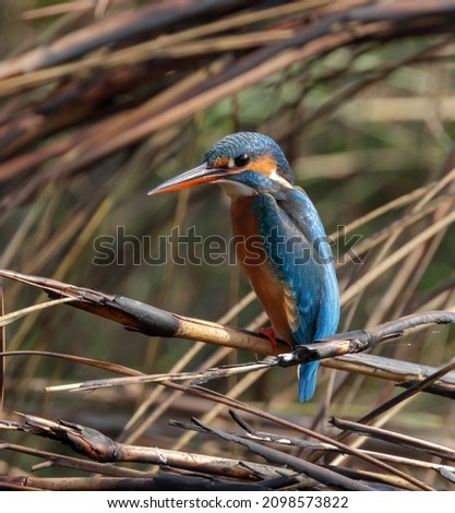 The common kingfisher, also known as the Eurasian kingfisher and river kingfisher, is a small kingfisher with seven subspecies recognized within its wide distribution across Eurasia and North Africa.