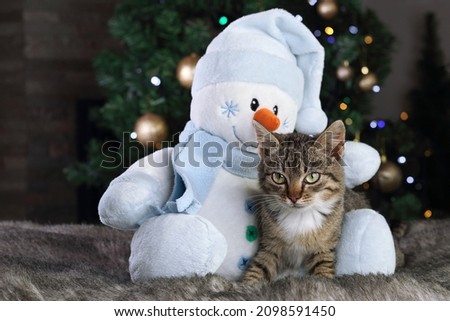 Cute little gray Kitten sleeping on the feet of a toy Snowman. Cat sleeping on the background of the Christmas tree. Happy New Year. Merry Christmas. Gray cat close up. Greeting card. Tabby. Winter