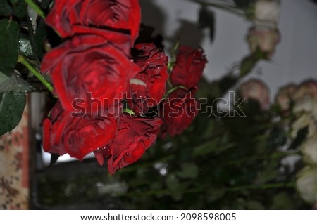 Red roses. Bouquet. Roses close-up. Garden flowers. Flowers and leaves