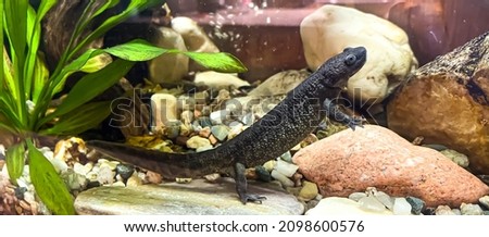 Pleourodeles waltl - Spanish ribbed newt, also known as the Iberian ribbed newt