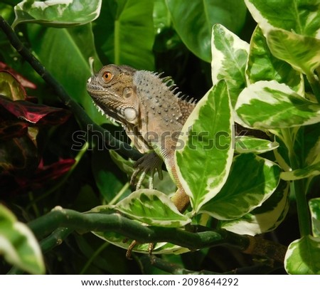 funny iguana camouflages among foliage in the garden