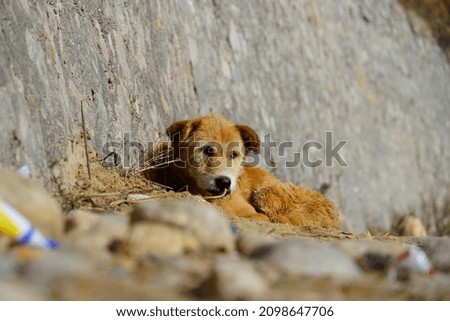 A cute dog sitting on road image