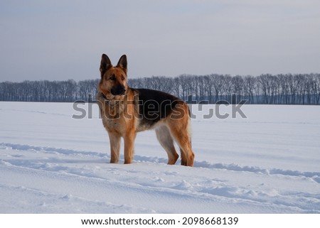 German shepherd stay in the snow winter, walk the dog