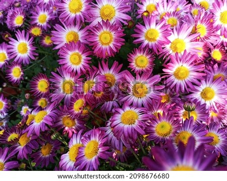 Abstract flowers and garden background. 