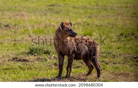 A full-length hyena stands in the grass and looks to the side
