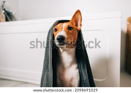 Portrait of funny basenji dog wrapped in a towel after washing in bathroom. Royalty-Free Stock Photo #2098691029