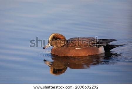 American wigeon male duck swimming on a local pond in autumn in Canada