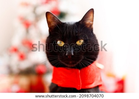 Cute christmas cat with christmas tree and presents. Adorable greeting card. Happy New Year