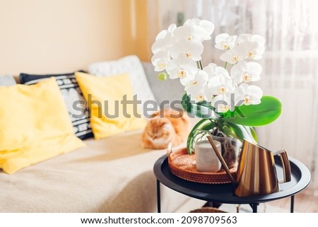 White orchid in blossom blooming on coffee table by candle. Home decorated with flowers and plants. Interior of living room. Royalty-Free Stock Photo #2098709563