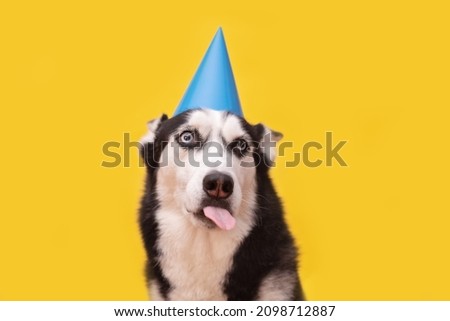 Cute licking husky dog waiting for food, celebrating in blue party hat on yellow background. Happy birthday concept
