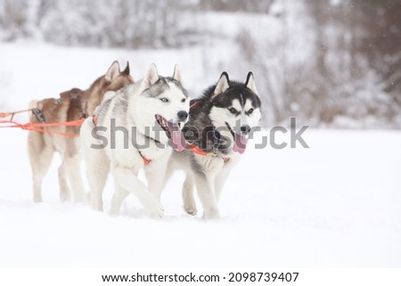Two gray siberian husky sled dogs drive a sleigh together in the snow field in winter Royalty-Free Stock Photo #2098739407