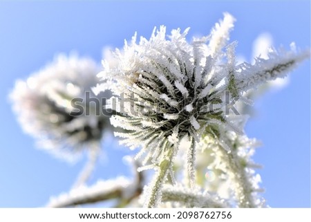 macro close up picture from flowered thistle with white layer of frost and a blue sky on a sunny winters day