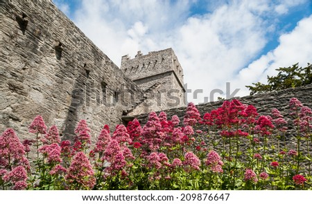Muckross Abbey flowers in the ring of kerry Royalty-Free Stock Photo #209876647