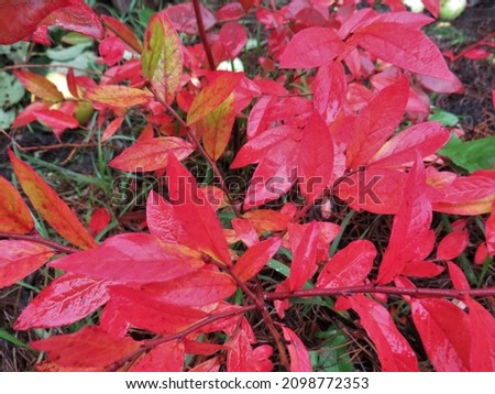 a beautiful blueberry bush with red leaves grows in an autumn garden on a cloudy day