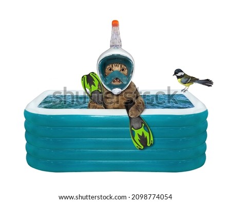 A beige cat in a mask, a snorkel and flippers is swimming in an inflatable pool. White background. Isolated.