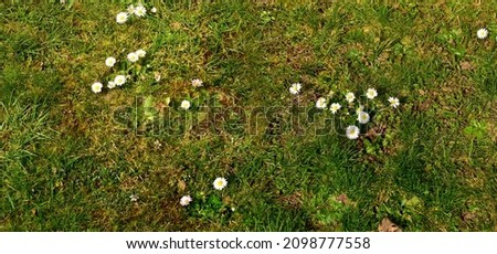 grass and flowers from above with a blue shovel