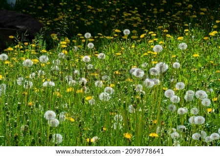 Taraxum dandelion, used as a medicinal plant. round balls of silvery crested fruit that run upwind. These balls are called "balls" or "clocks" in both British and American English. Royalty-Free Stock Photo #2098778641