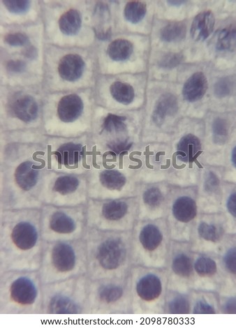 Close up microscopic view of anaphase during mitosis Royalty-Free Stock Photo #2098780333