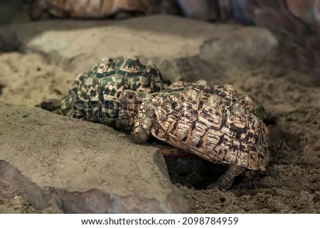 Two leopard turtles on a stone.