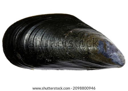 blue mussel (Mytilus edulis) from the Dutch North Sea coast isolated on white background Royalty-Free Stock Photo #2098800946