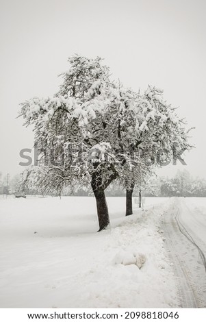 Black and white trees in snow