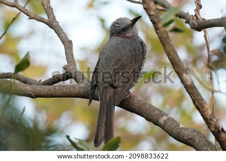 bulbul is on the branch Royalty-Free Stock Photo #2098833622