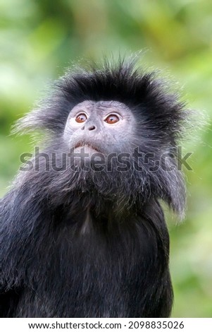 East Javan langur (Trachypithecus auratus) climbing on tree with greenery on background