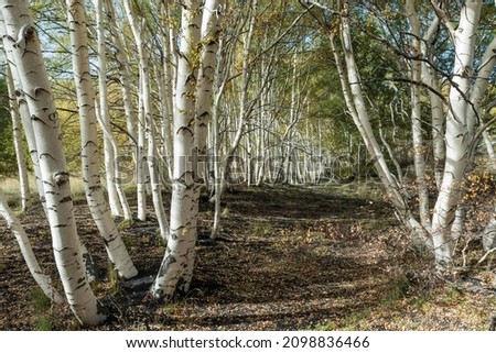 Endemic etna birch (Betula aetnensis) forest, lava fields from 1865, Monti Sartorius, northeast flank of Etna, Sicily volcano, Italy Royalty-Free Stock Photo #2098836466