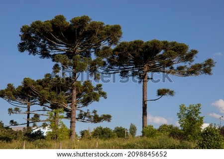Typical tree from southern Brazil. It grows in high and cold places. With the scientific name of Araucaria angustifolia. Photo taken in Rio Azul, Parana, Brazil. Royalty-Free Stock Photo #2098845652