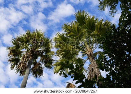 Thai palm trees in the sky