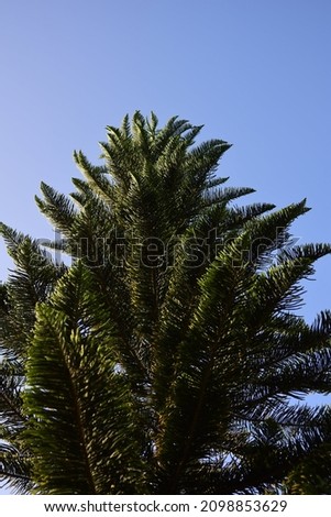 Island pine (christmas tree) dark green leaves background. It's also known as star pine, triangle tree or Beautiful pine leaf scene nature wallpaper backgrounds, due to its symmetrical shape 