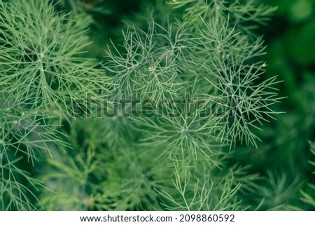 Partially blurred background image of green sprigs of dill growing in vegetable garden. Top view. Copy space Royalty-Free Stock Photo #2098860592