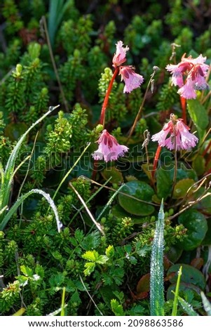 Fringed galax (Iwakagami) flowers are fully blooming with morning dew at Mt. Norikura, Nagano pref. Royalty-Free Stock Photo #2098863586