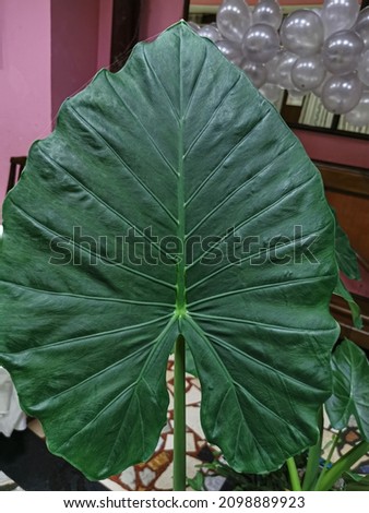 beautiful large leaf of green flank