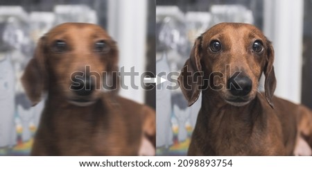 Example of AI motion deblurring Technology to correct an unfocused image of a dachshund due to camera shake. Before and after comparison.