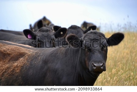 Herd of black angus beef cattle in a paddock looking inquisitively at the camera on hot summer day in the paddock