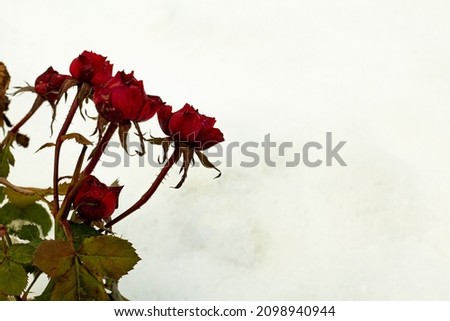 Red roses on winter view, blurry background
