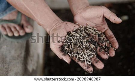 Larvae of Black Soldier Fly (Hermetia illucens) for protein animal feed ingredient Royalty-Free Stock Photo #2098948987