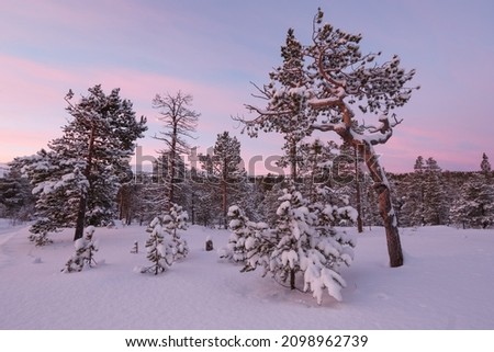 Snow pine tree forest with trees covered with snow. The picture was taken in Innerdalen ( Innset) Norway