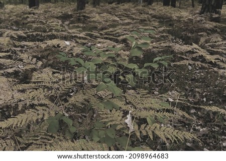 Fern plants in autumn just before dying in a forest