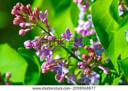 Lilacs Since lilacs have one of the earliest flowering periods, they symbolize spring and renewal. The flower also symbolizes confidence, making it a traditionally popular gift for graduates. Royalty-Free Stock Photo #2098968877