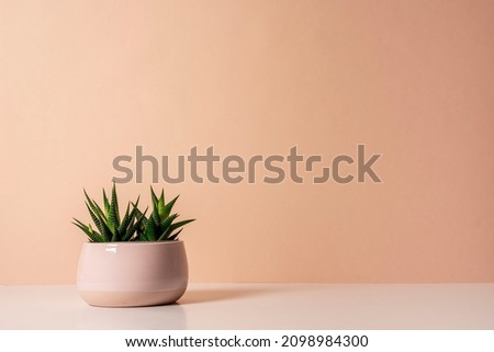 Pale pink ceramic pot with succulent plants of haworthia on the table Royalty-Free Stock Photo #2098984300