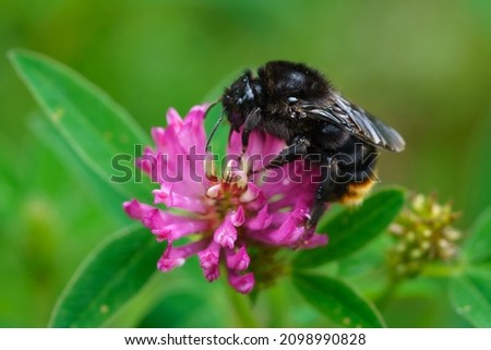 Detailed macro close up of a black bumblebee drinking nectar from a pink clover flower