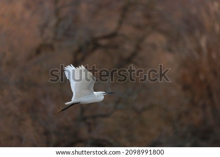 Little Egret Egretta garzetta flying in close view